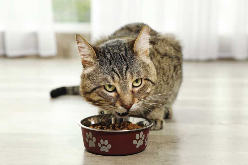 feline diabetes diet