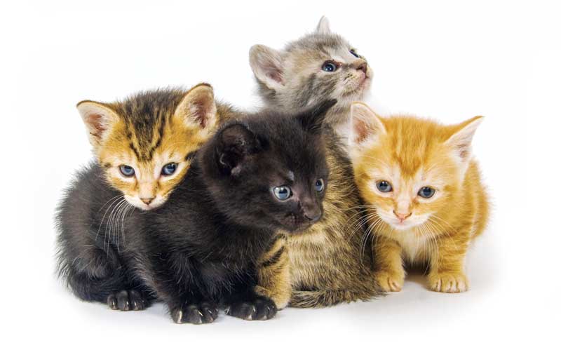 25 Best Images How Many Kittens In A Litter / How To Train Kittens To Use The Litter Box Thecatsite Articles