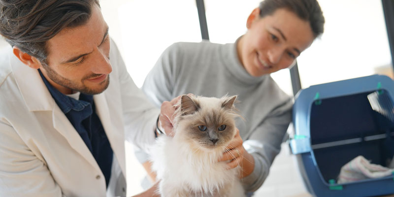 AAFP releases updated zoonoses guidelines