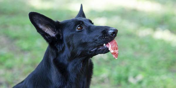 <i>Salmonella</i>, <i>L. mono</i> found in frozen raw pet food