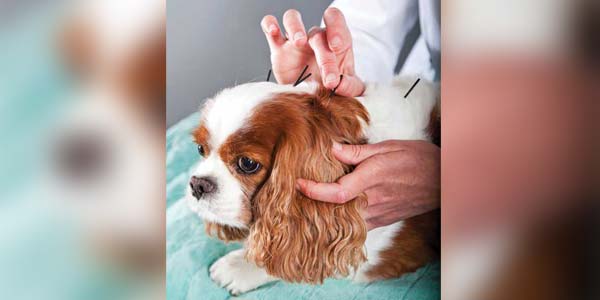 Healing with acupuncture
