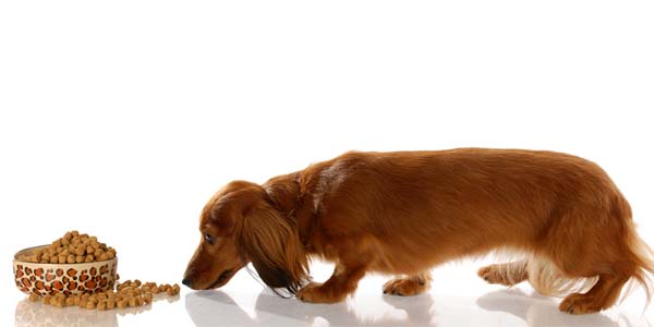 Dog owners often mismeasure kibble