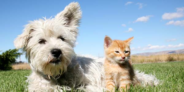 Morris Animal Foundation awards $1 million in grants