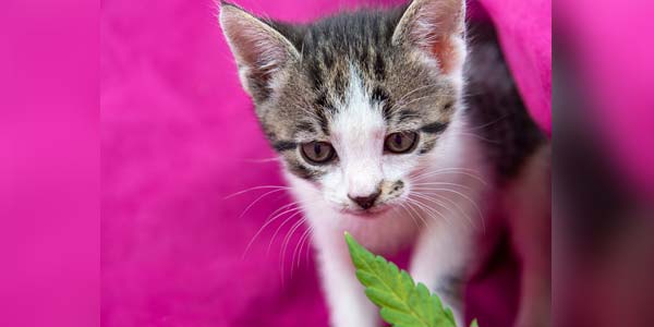 CBD company enters holistic pet food market