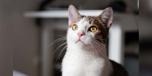 Cat virus could be linked to feline cancer