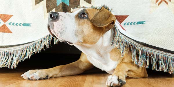 FDA approves generic canine anti-anxiety medication