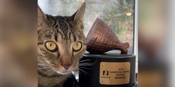 AWOL cat takes top prize for most unusual pet insurance claim