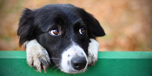 Canine cancer monitoring supported with blood test
