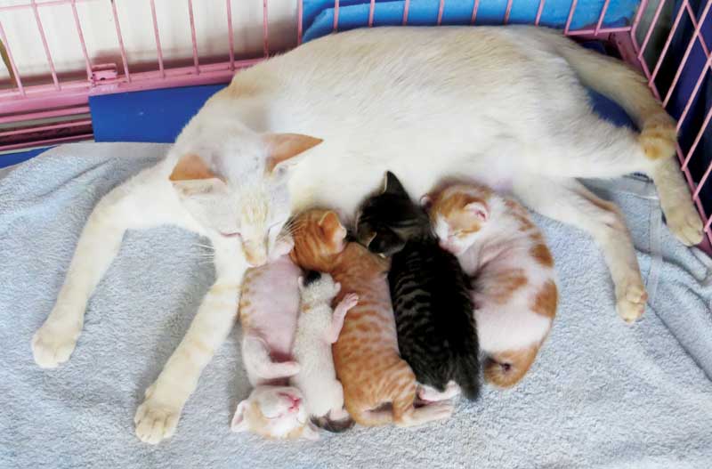 2 day old kittens