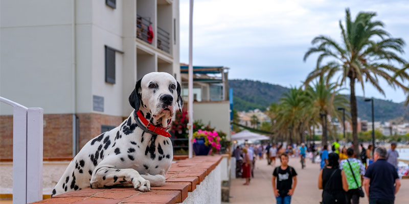 Study finds owners are humanizing their pets more and more