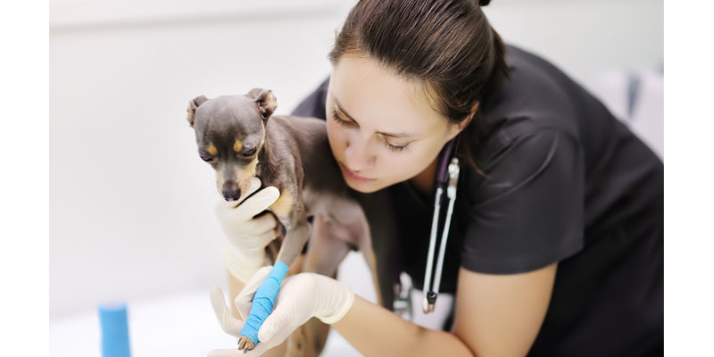 Global associations commit to improving access to veterinary medicines
