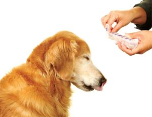 Photo courtesy 3bugsmom / iStock / Getty Images Plus / gettyimages.ca The use of non-steroidal anti-inflammatory drugs (NSAIDs) has been the mainstay of pain management, but more and more clients are asking for alternative therapies.