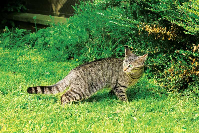 55 HQ Pictures Are Wild Cats Omnivores : The Giant Panda Is A Closet Carnivore The Atlantic