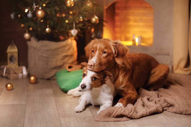 Holiday stress: Client tips to help keep pets calm