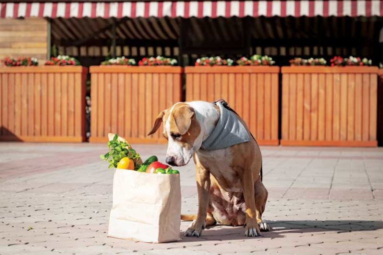 Are vegan or vegetarian diets good for pets?