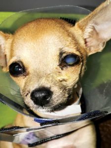 A 13-week-old Chihuahua presented with bite wound trauma from a larger dog. 