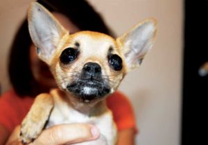 Five weeks postoperative, Lucy’s swelling has resolved and she is functioning well at home.