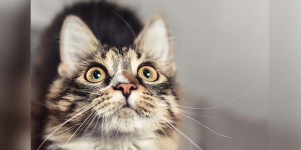 Study to use DNA to decode feline diabetes