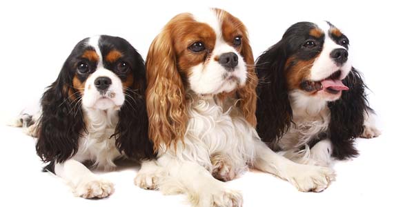 AI technique tracks chronic pain in Cavaliers
