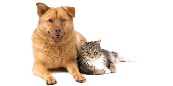 VCA strengthens fight against pet cancer with new partnership