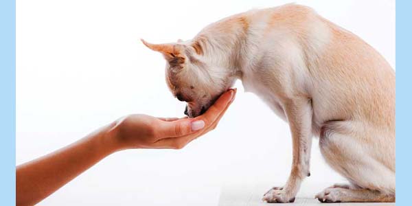 Dietary supplements and osteoarthritis