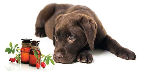 Veterinary homeopathy: Why are we still talking about this?