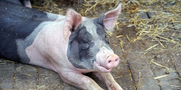 ASF disinfection methods in the works