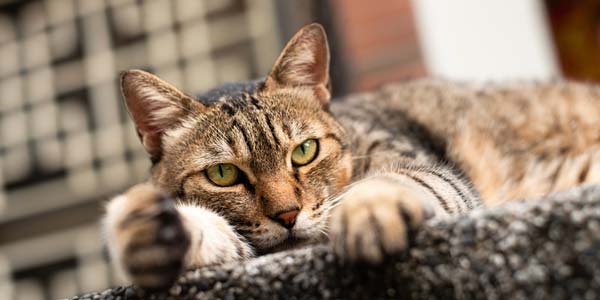 Feline parasite solution gets FDA approval