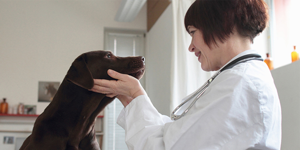 Zoetis expands diagnostics capabilities with ZNLabs acquisition