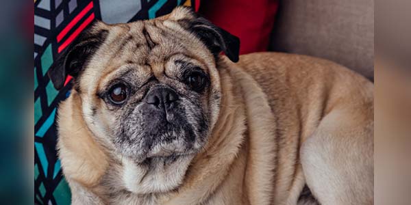 Guide offers blueprint for personalized canine care