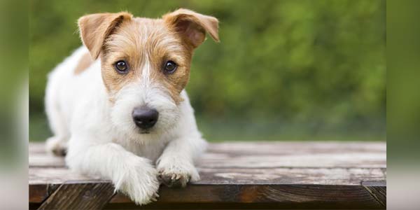 Heartworm initiative sees 51,000 dogs protected