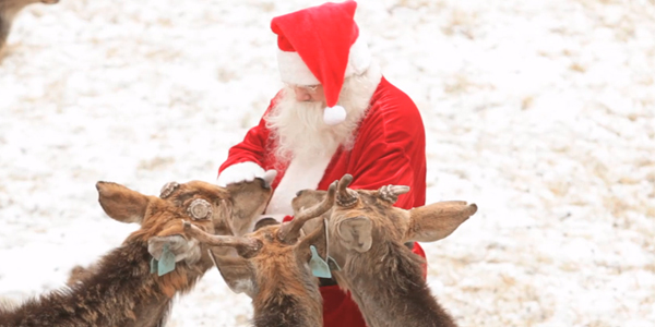 Santa Claus' official veterinarian okays reindeer for flight