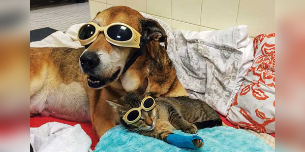 Revisiting <i>Veterinary Practice News</i>' top 10 features and stories of 2019