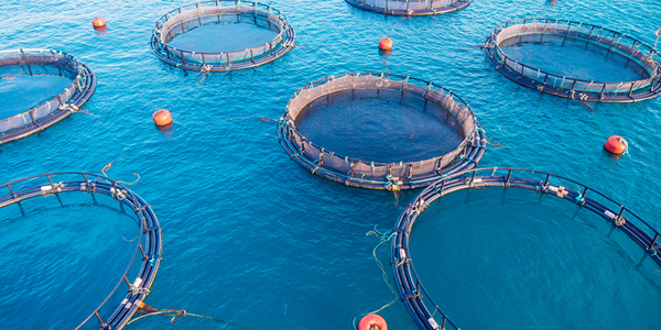 Aquaculture R&D firm acquires Elanco facility