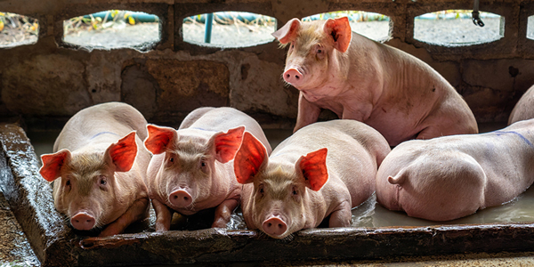 AAVMC, Merck division unite on AMR project