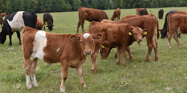 Antimicrobials see second-lowest year for sales