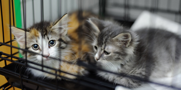 FIP treatment in the works