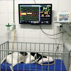 Photos courtesy Digicare Multiparameter monitors aid veterinary surgeons with patients who experience prolonged recovery.
