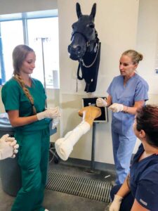 Students learn to apply a cast on a model limb of a horse. They are given a case presentation to research and discuss potential treatment options, culminating in the group working together to apply (and then remove) the cast.