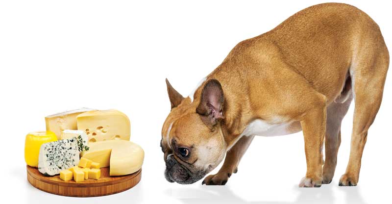 Keto clearance dog diet