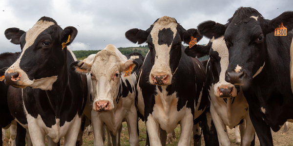FDA continues battle against large animal antiparasitic resistance