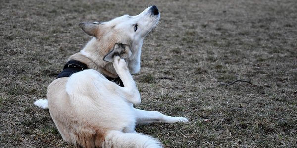 Elanco divests canine ear treatment in $135-million deal