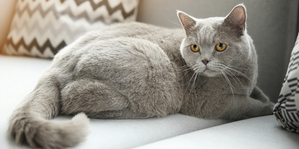 Veterinarian nutritional guidance integral to pet health