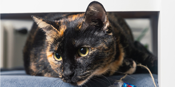 Feline retroviruses central in AAFP resource