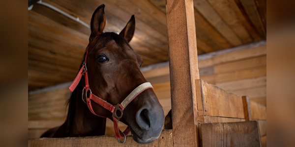 Racehorse safety focus of California bill