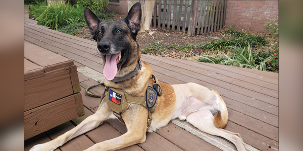Canine officer treated for rare cancer at Texas A&M