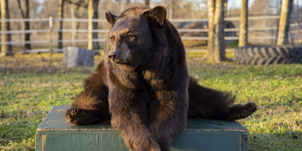 No sign of mass in bear that underwent radiation treatment at Texas A&M
