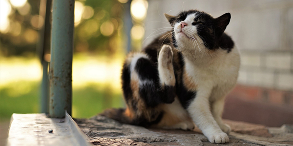 Elanco unloads flea treatment for $95 million