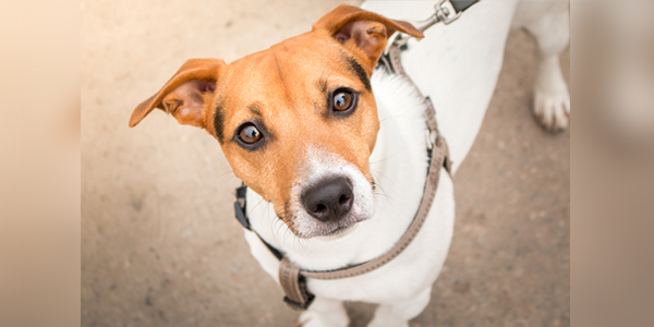 Dogs might be smarter than we think