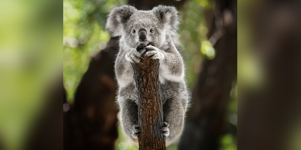 $1M-grant aims to preserve, restore Aussie wildlife ravaged by deadly fires
